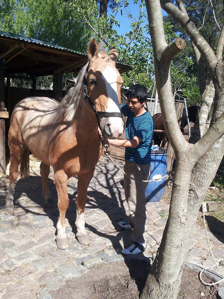 http://lasonada.com.ar/wp-content/uploads/2016/11/caballo-7.jpg